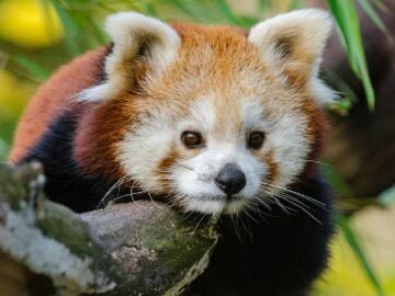 Imagen de archivo de un oso panda rojo