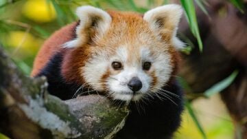 Imagen de archivo de un oso panda rojo