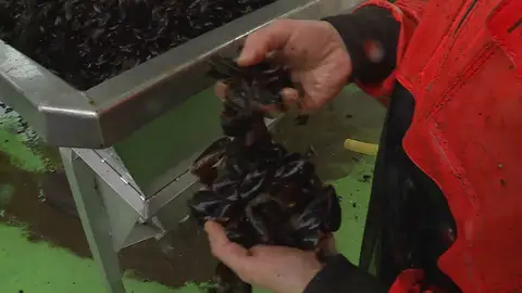 Mejillones Mejillones