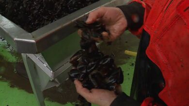 El tamaño de los mejillones disminuye cada vez más: 