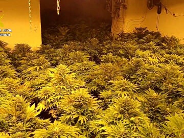 La Guardia Civil desmantela nueve plantaciones de marihuana en Jaén