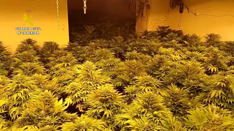 La Guardia Civil desmantela nueve plantaciones de marihuana en Jaén La Guardia Civil desmantela nueve plantaciones de marihuana en Jaén