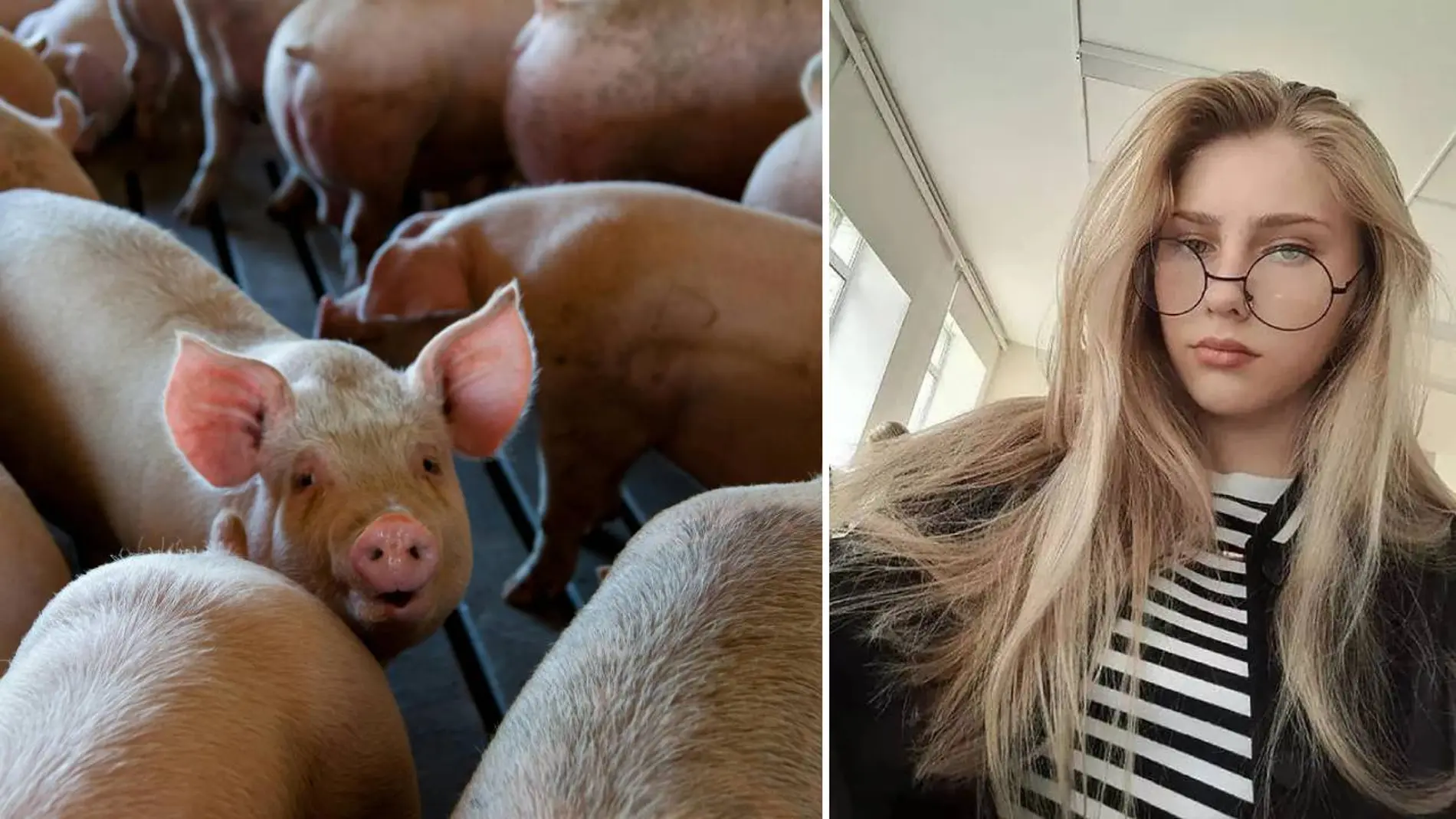 Fotografía de Milena Shevelyova junto a una imagen de archivo de cerdos en una granja Fotografía de Milena Shevelyova junto a una imagen de archivo de cerdos en una granja