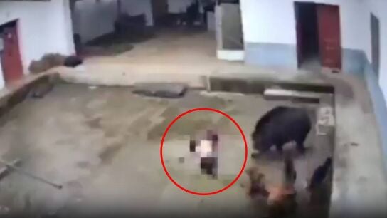 Ataque mortal de un jabal&iacute; a una mujer