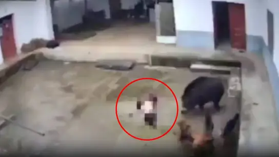 Ataque mortal de un jabalí a una mujer Ataque mortal de un jabalí a una mujer
