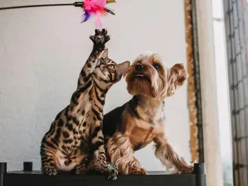 Gato y perro Gato y perro