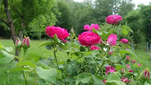 Una rosa única en el mundo Una rosa única en el mundo