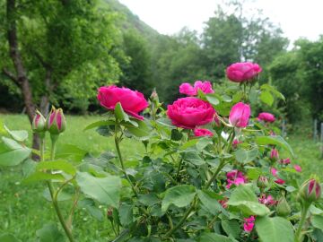 Una rosa única en el mundo