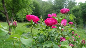 Una rosa única en el mundo