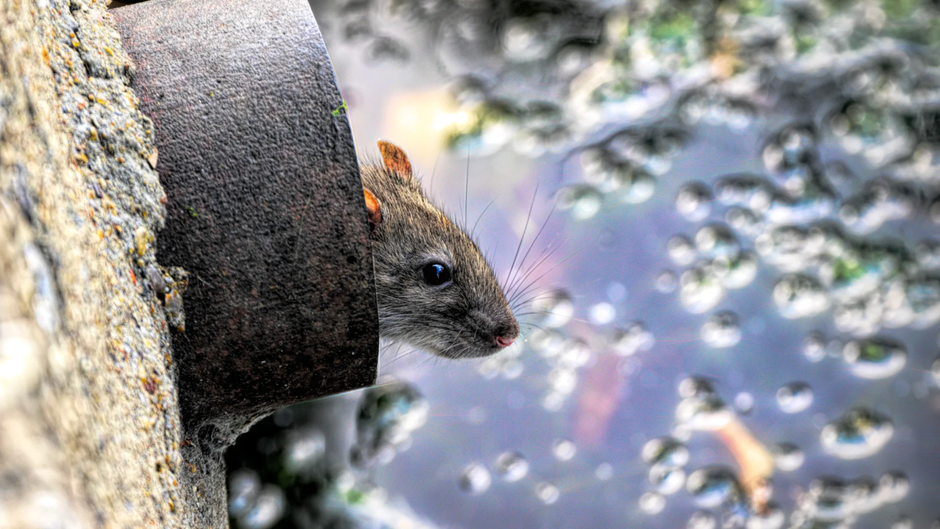 Rata en una tubería Rata en una tubería