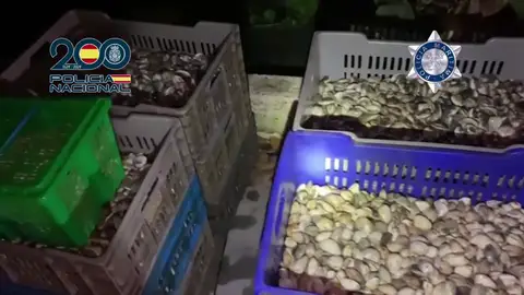 Se ha intervenido una tonelada de marisco en mal estado Se ha intervenido una tonelada de marisco en mal estado