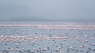 Las aves acu&aacute;ticas europeas, las grandes damnificadas del mal estado de Do&ntilde;ana