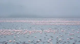 Las aves acuáticas europeas, las grandes damnificadas del mal estado de Doñana Las aves acuáticas europeas, las grandes damnificadas del mal estado de Doñana