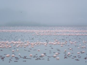 Las aves acuáticas europeas, las grandes damnificadas del mal estado de Doñana