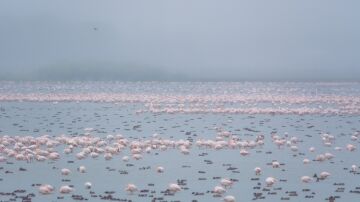 Las aves acuáticas europeas, las grandes damnificadas del mal estado de Doñana