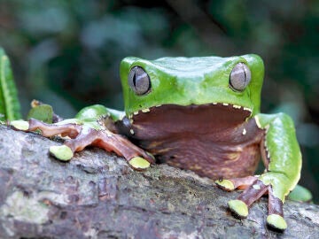 Rana mono gigante (Phyllomedusa bicolor) en un árbol en la selva tropical de tierras bajas