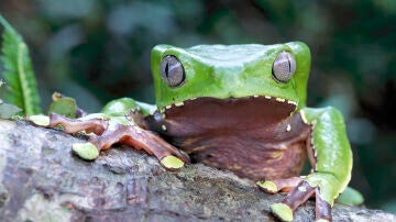 Rana mono gigante (Phyllomedusa bicolor) en un árbol en la selva tropical de tierras bajas