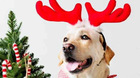 Perro navide&ntilde;o
