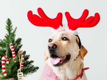 Perro navideño