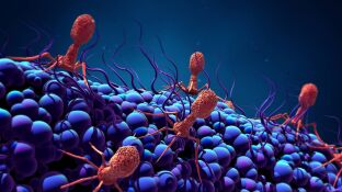 Bacteri&oacute;fago infectando una bacteria