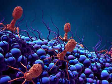 Bacteriófago infectando una bacteria