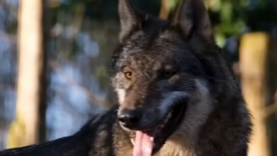 Hay entre 20 y 30 lobos estables en la Comunidad de Madrid
