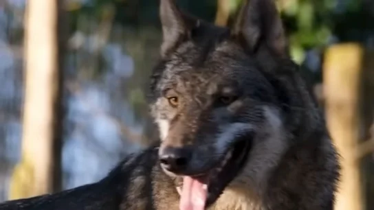 Hay entre 20 y 30 lobos estables en la Comunidad de Madrid Hay entre 20 y 30 lobos estables en la Comunidad de Madrid