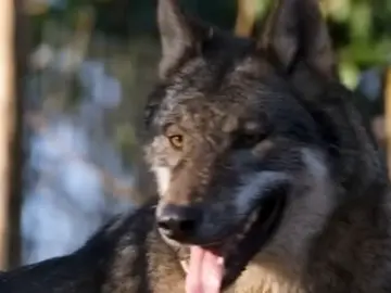 Hay entre 20 y 30 lobos estables en la Comunidad de Madrid Hay entre 20 y 30 lobos estables en la Comunidad de Madrid