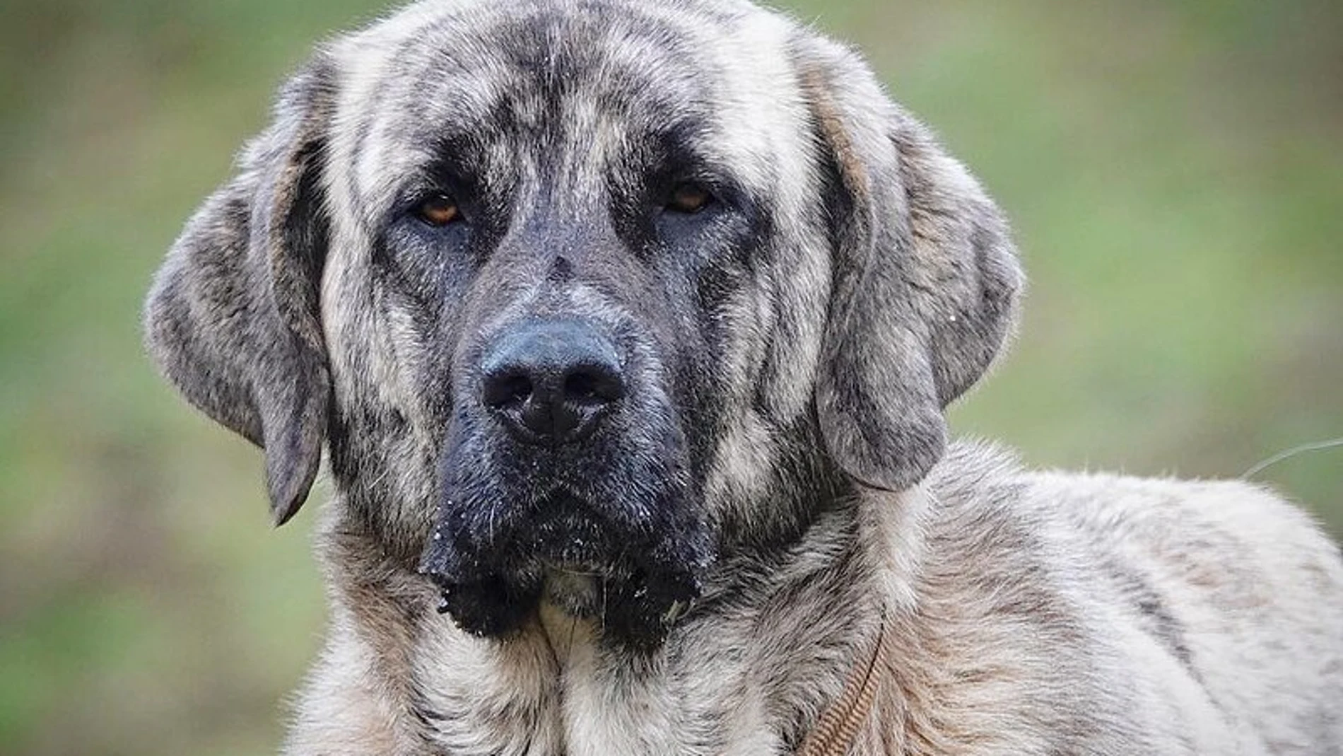 Un mastín Un mastín