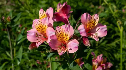 Astromelias Astromelias