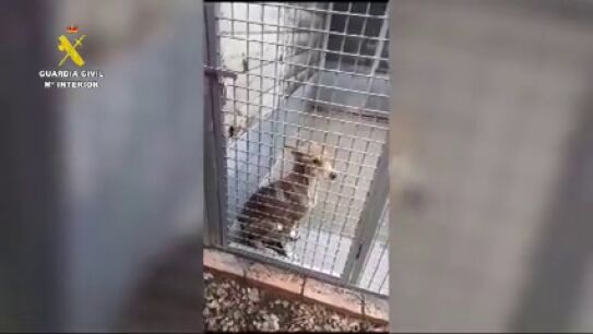 Investigan a una organizaci&oacute;n dedicada a recoger animales abandonados en Barcelona por maltrato