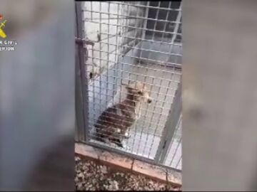 Investigan a una organización dedicada a recoger animales abandonados en Barcelona por maltrato