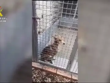 Investigan a una organización dedicada a recoger animales abandonados en Barcelona por maltrato Investigan a una organización dedicada a recoger animales abandonados en Barcelona por maltrato