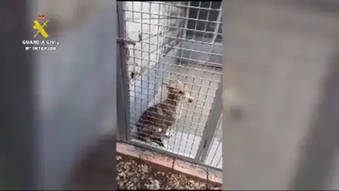 Investigan a una organización dedicada a recoger animales abandonados en Barcelona por maltrato Investigan a una organización dedicada a recoger animales abandonados en Barcelona por maltrato