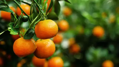 Mandarinas Mandarinas