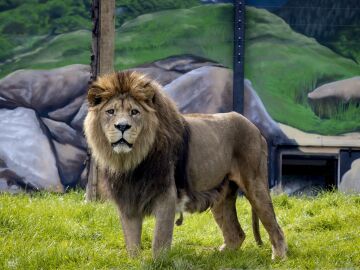 Un león, foto de archivo