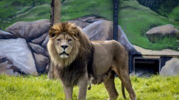 Un león, foto de archivo