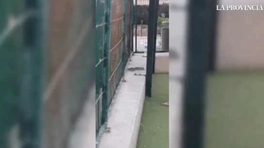 Alarma entre los vecinos de Gran Canaria después de que hayan grabado ratas en un parque infantil y el vídeo se haga viral Alarma entre los vecinos de Gran Canaria después de que hayan grabado ratas en un parque infantil y el vídeo se haga viral