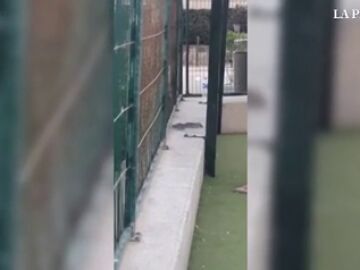 Alarma entre los vecinos de Gran Canaria después de que hayan grabado ratas en un parque infantil y el vídeo se haga viral