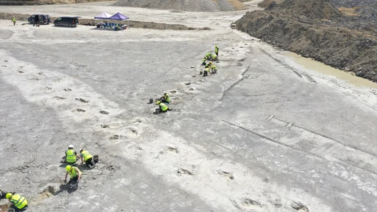 Descubren el mayor yacimiento de huellas de dinosaurio en una cantera de Reino Unido Descubren el mayor yacimiento de huellas de dinosaurio en una cantera de Reino Unido