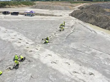 Descubren el mayor yacimiento de huellas de dinosaurio en una cantera de Reino Unido Descubren el mayor yacimiento de huellas de dinosaurio en una cantera de Reino Unido
