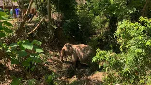 Imagen de archivo de un elefante del centro en Tailandia Imagen de archivo de un elefante del centro en Tailandia