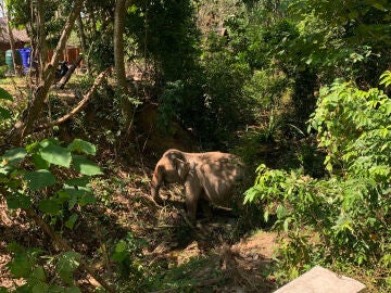 Imagen de archivo de un elefante del centro en Tailandia