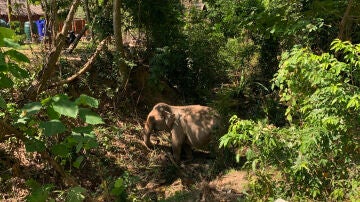 Imagen de archivo de un elefante del centro en Tailandia