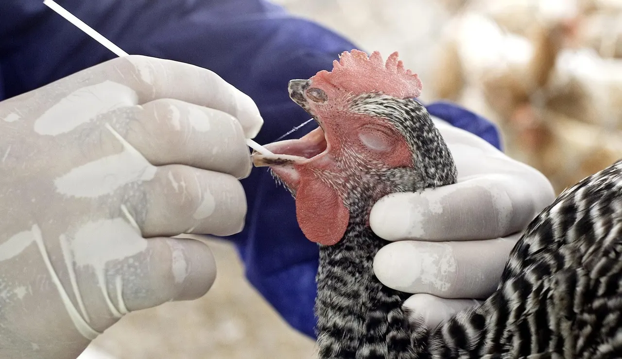 aves de corral, gripe aviar