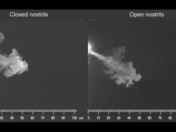 Crean un simulador de estornudos que permite entender cómo se propagan las enfermedades respiratorias