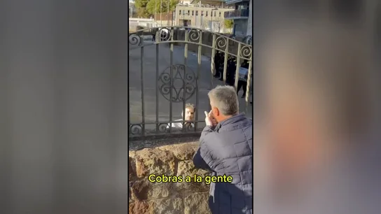 Imagen de Xavier García Albiol en la desocupación de un instituto en Badalona. Imagen de Xavier García Albiol en la desocupación de un instituto en Badalona.