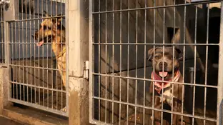 Perros en un refugio de animales Perros en un refugio de animales