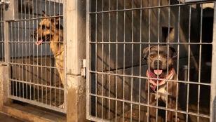 Perros en un refugio de animales