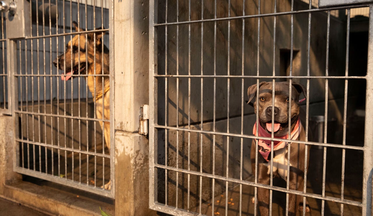 Perros en un refugio de animales
